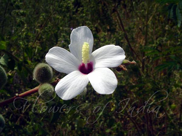 White Wild Musk Mallow